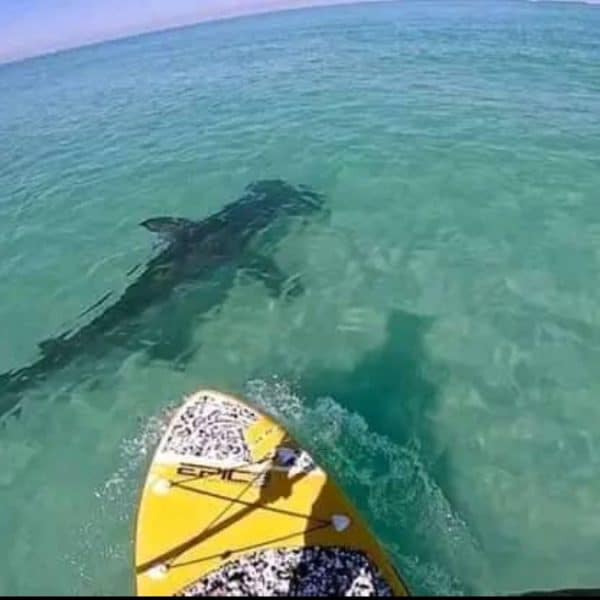 Things to Do on Anna Maria Shark encounter Anna maria